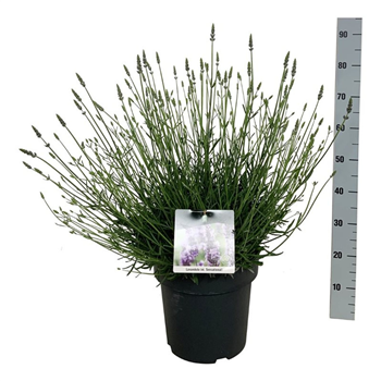 Lavandula intermedia 'Tesseract' F00008306
