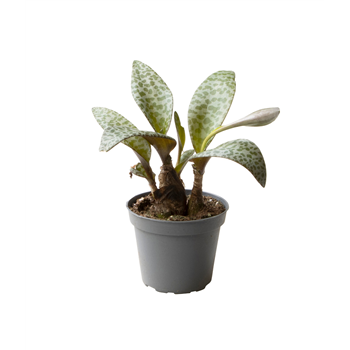Ledeboria Socialis F00000858