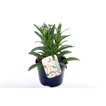 Leucanthemum maximum F00005640
