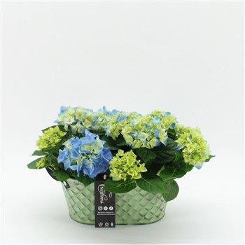 Nasad Hortenzija KHCR-2623B creatie 2 pp 35cm 25cm Q3573