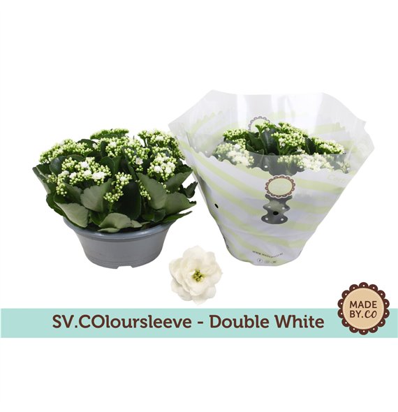 Kalanhoja rosalina menzel Kalanchoë Double White in SV COloursleeve6 pp 500 fl 27cm 23cm Q3741