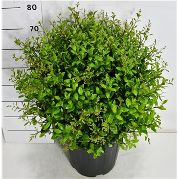 Ligustrum japonicum 'Texanum' F00006486
