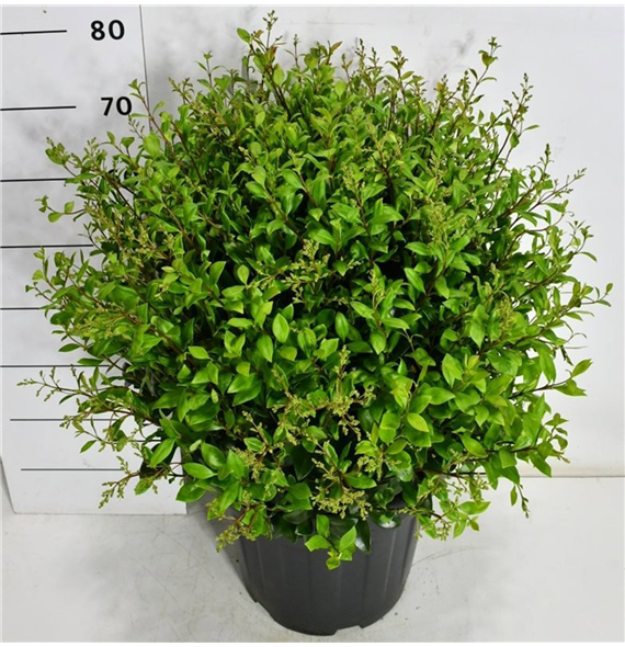 Ligustrum japonicum 'Texanum' F00006486