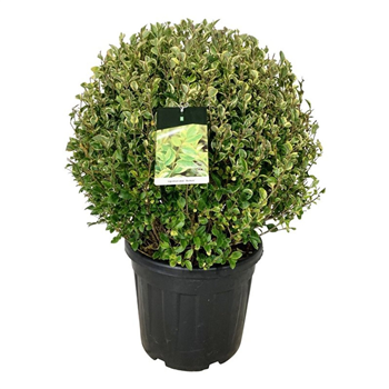 Ligustrum ovalifolium 'Aureum' F00007363