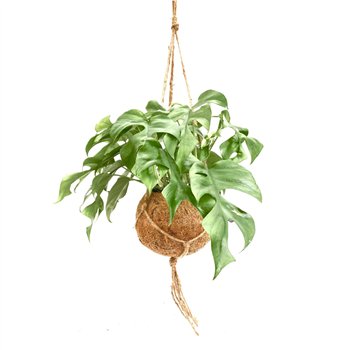 Monstera Kokodama 17 cm Minima 1 pp 30cm 17cm Q3824