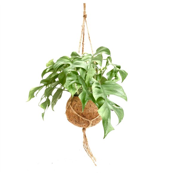 Monstera Kokodama 17 cm Minima 1 pp 30cm 17cm Q3824