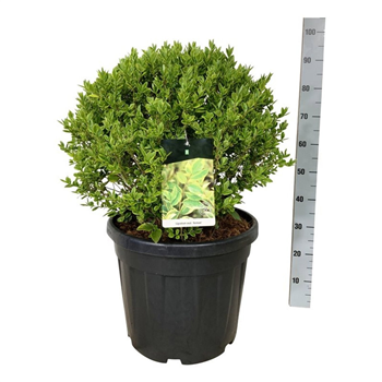 Ligustrum ovalifolium 'Aureum' F00007361