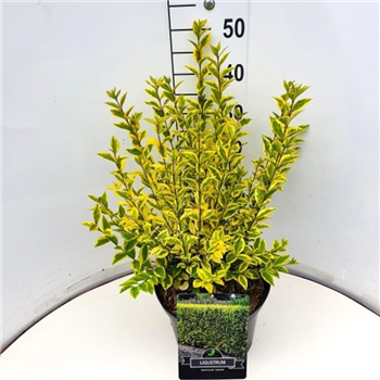 Ligustrum ovalifolium 'Aureum' F00008220