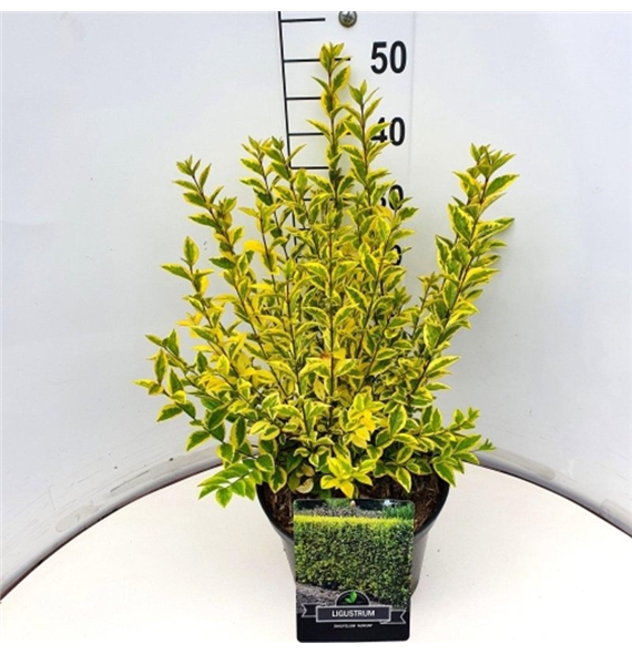 Ligustrum ovalifolium 'Aureum' F00008220