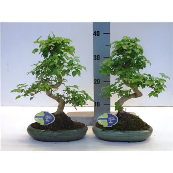 Ligustrum sinense F00007713
