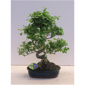 Ligustrum sinense F00007714