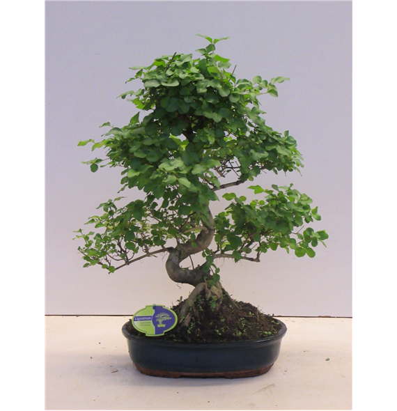 Ligustrum sinense F00007714
