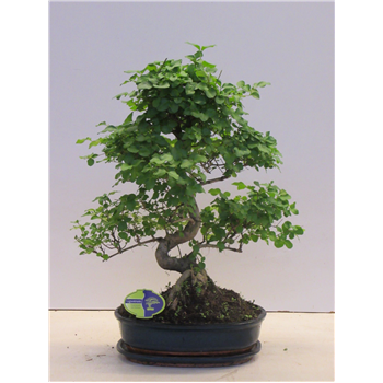 Ligustrum sinense F00007715