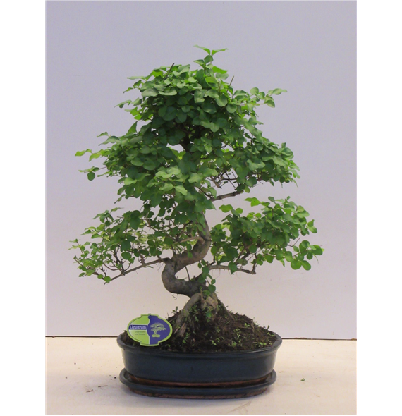 Ligustrum sinense F00007715