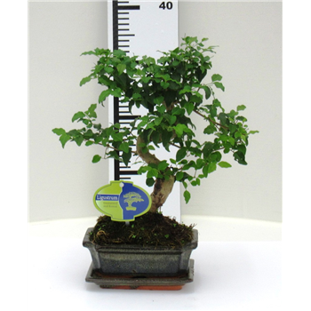 Ligustrum sinense Bonsaj F00002381