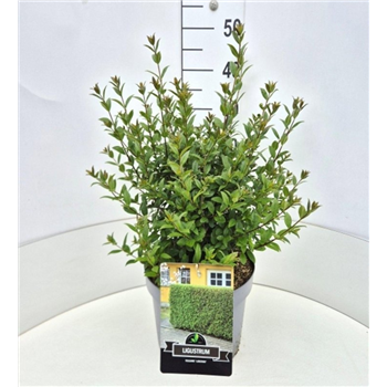 Ligustrum vulgare 'Atrovirens' F00008232