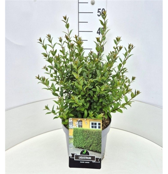 Ligustrum vulgare 'Atrovirens' F00008232