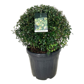 Ligustrum vulgare 'Atrovirens' F00007102