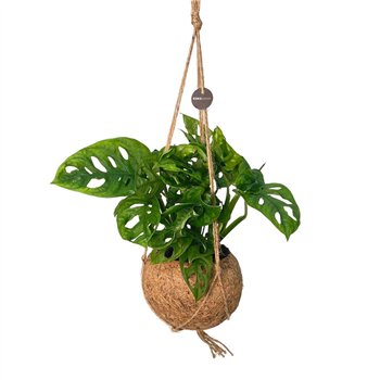 Monstera obliqua monkey mask Kokodama 17 cm Adansonii Monkey leaf 1 pp 30cm 17cm Q3845