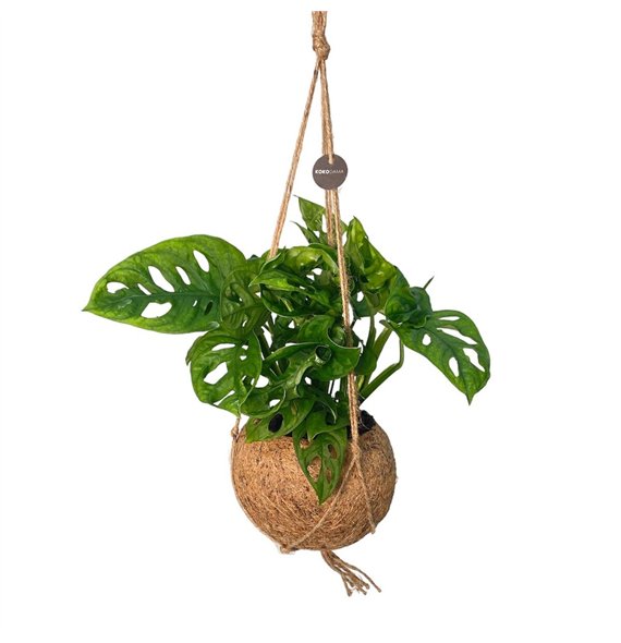 Monstera obliqua monkey mask Kokodama 17 cm Adansonii Monkey leaf 1 pp 30cm 17cm Q3845