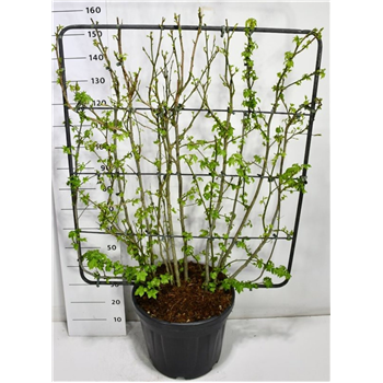 Liquidambar styraciflua F00006426