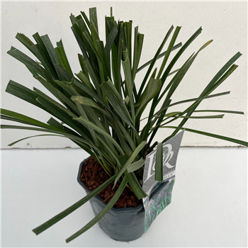 Liriope muscari 'Big Blue' F00004020