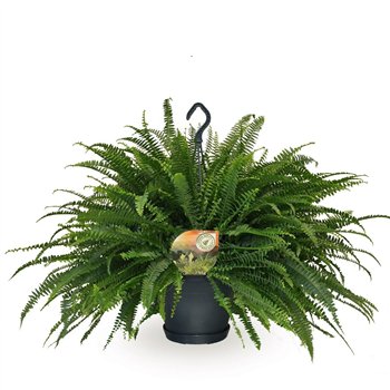 Nephrolepis exaltata green lady Hangpot 60cm 20cm Q3942