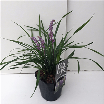 Liriope muscari 'Moneymaker' F00004021