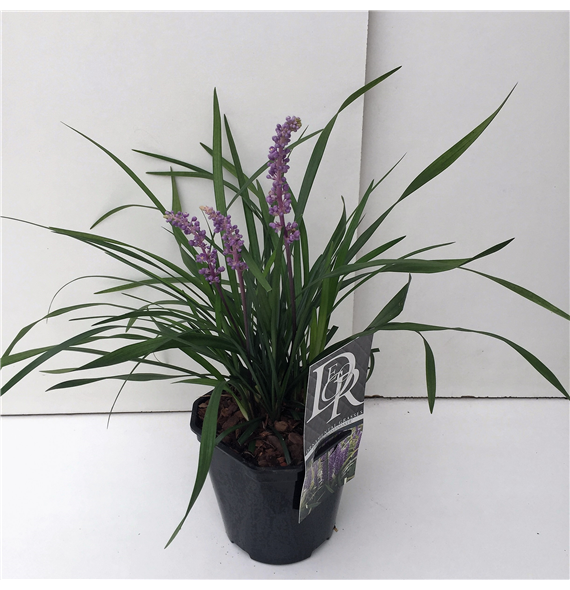 Liriope muscari 'Moneymaker' F00004021