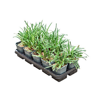 Liriope muscari 'Moneymaker' 10/tray F00004080
