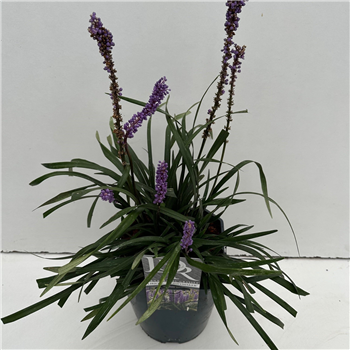 Liriope muscari 'Moneymaker' F00004085