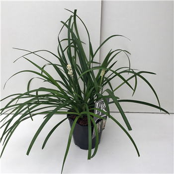 Liriope muscari 'Monroe White' F00004022