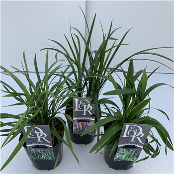 Liriope muscari mix F00004051