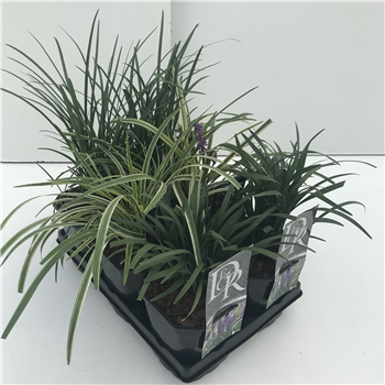 Liriope muscari mix tray F00004052