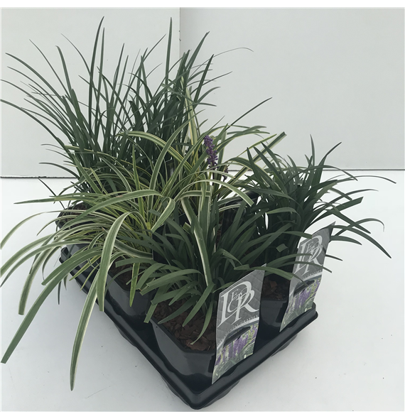 Liriope muscari mix tray F00004052