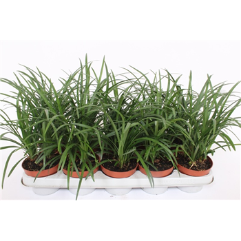 Liriope spicata F00001627