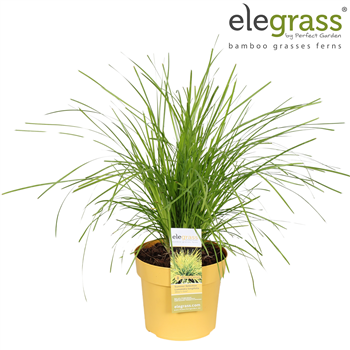 Lomandra longifolia Miner's Gold F00005292