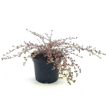 Lophomyrtus ralphii 'Little Star' F00008282