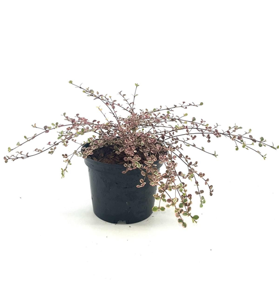 Lophomyrtus ralphii 'Little Star' F00008282
