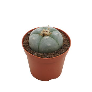 Lophophora williamsii F00001697
