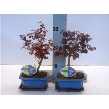 Loropetalum chinense F00007717