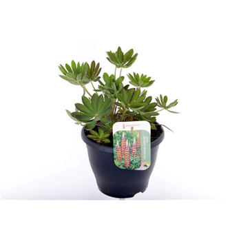 Lupinus 'Manhattan Lights' F00005641