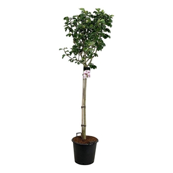 Magnolia 'Pink Beauty' F00006703