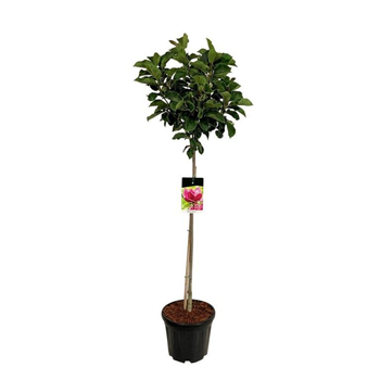 Magnolia 'Genie' F00006698