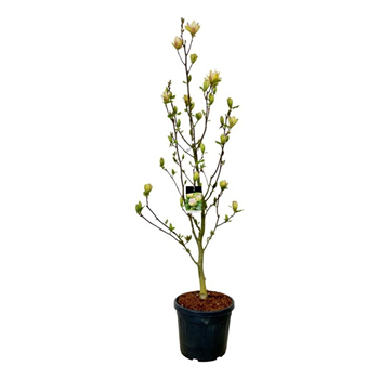 Magnolia 'Sunsation' F00006694