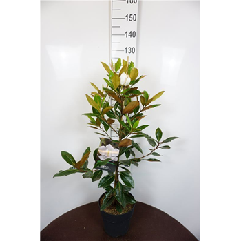 Magnolia grandiflora 'Little Gem' F00006755