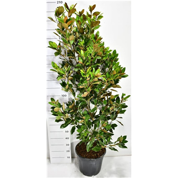 Magnolia grandiflora 'Little Gem' F00006430