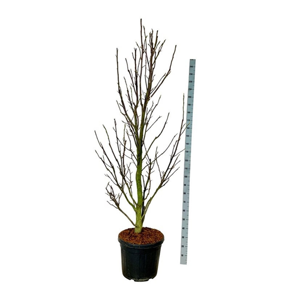 Magnolia loebneri 'Sentinel' F00007324