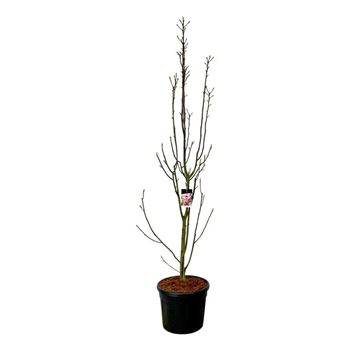 Magnolia loebneri 'Watermelon' F00007481