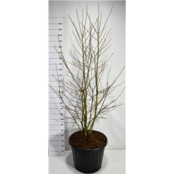 Magnolia loebneri 'Wildcat' F00006539